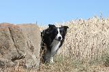 BORDER COLLIE 171